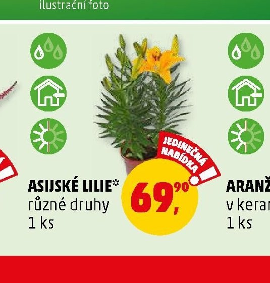 Asijské lilie