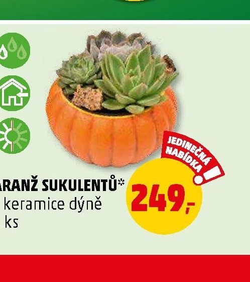 Aranž sukulentů v keramice dýně