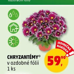 Chrysanthemum - Chryzantéma