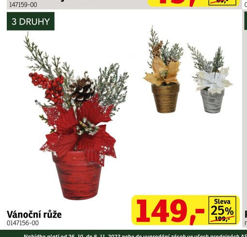 Vánoční růže - ASKO akcniletaky.com