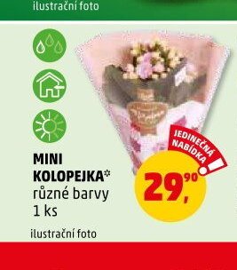 MINI KOLOPEJKA