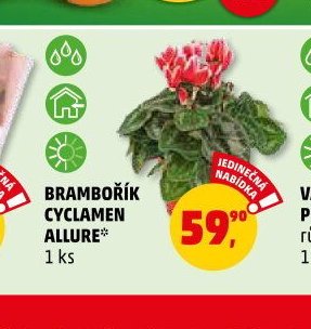 BRAMBOŘÍK CYCLAMEN