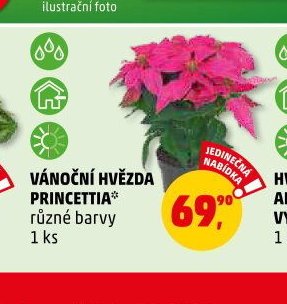 VÁNOČNÍ HVĚZDA PRINCETTIA