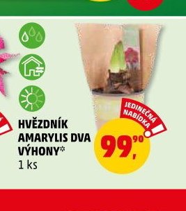 HVĚZDNÍK AMARYLIS DVA VÝHONY