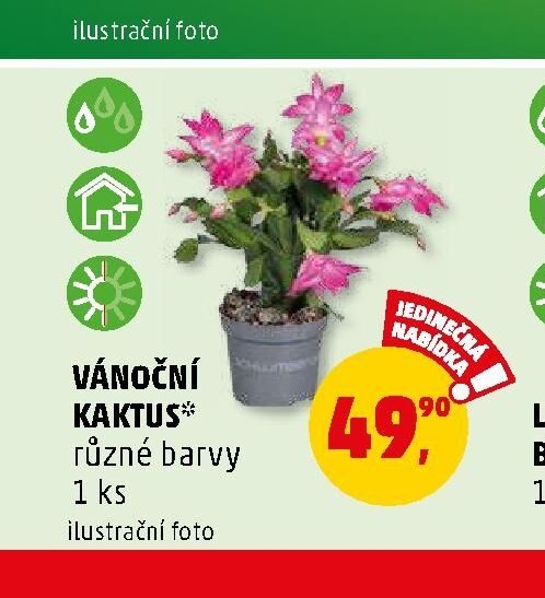 VÁNOČNÍ KAKTUS