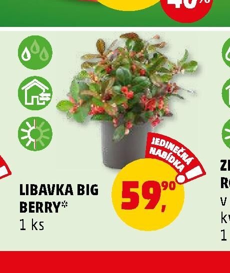 LIBAVKA BIG BERRY