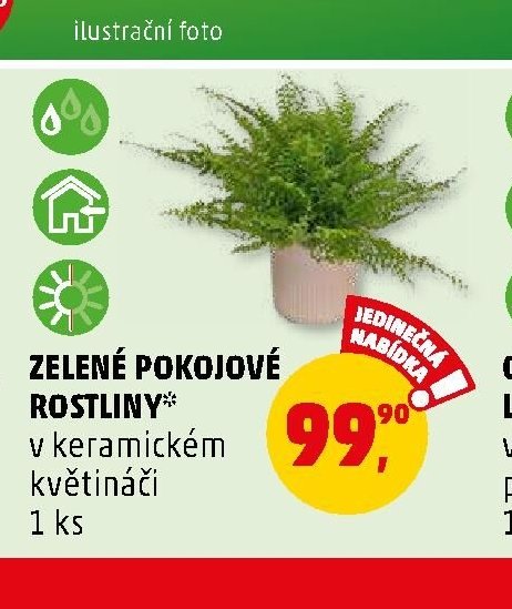 ZELENÉ POKOJOVÉ ROSTLINY