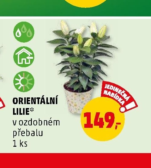 ORIENTÁLNÍ LILIE