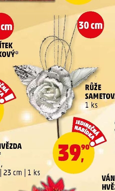 RŮŽE SAMETOVÁ