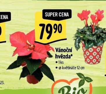 Vánoční hvězda*
