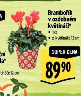 Brambořík v ozdobném květináči*