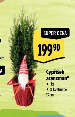 Cypřišek aranzman*