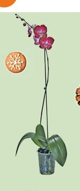 Phalaenopsis