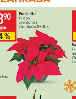 Poinsettia