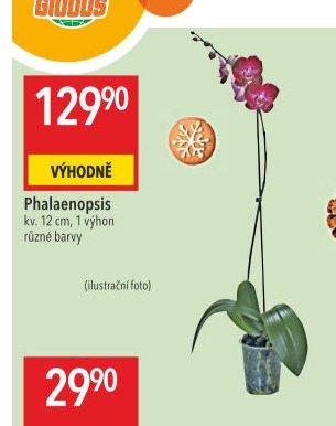 Phalaenopsis