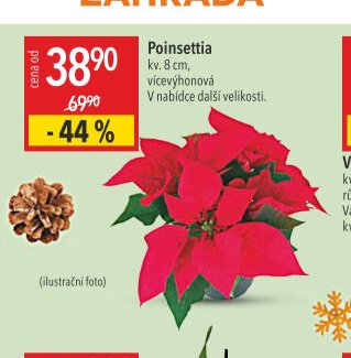 Poinsettia