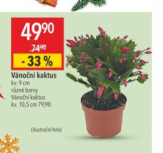 Vánoční kaktus