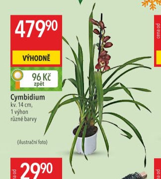Cymbidium