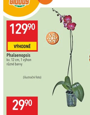 Phalaenopsis