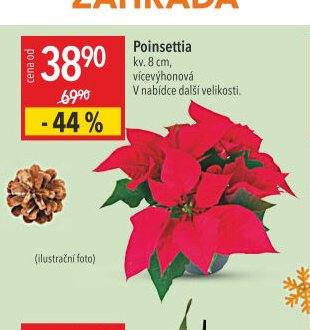 Poinsettia