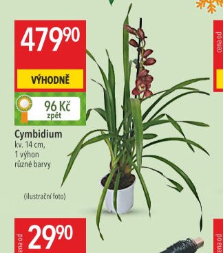 Cymbidium