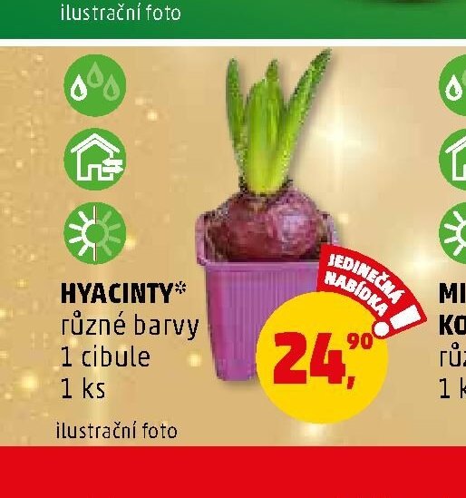 Hyacinty