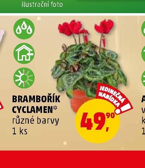 Brambořík cyclamen