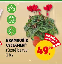 Cyclamen - Brambořík