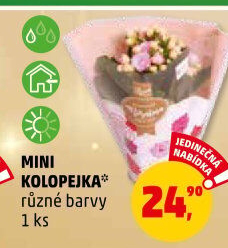 Kalanchoe - Kolopejka