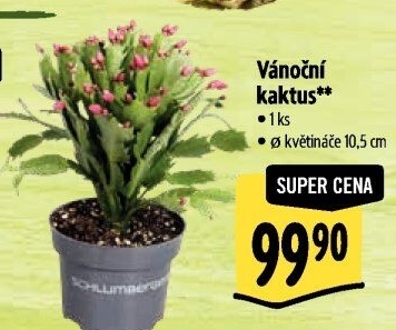 Vánoční kaktus - Schlumbergera