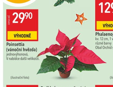 Poinsettia (vánoční hvězda)