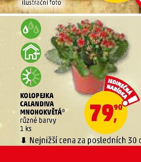 KOLOPEJKA CALANDIVA MNOHOKVĚTÁ různé barvy 1 ks