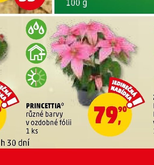 PRINCETTIA různé barvy v ozdobné fólii 1 ks