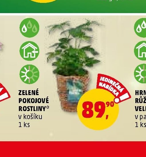 ZELENÉ POKOJOVÉ ROSTLINY v košíku 1 ks