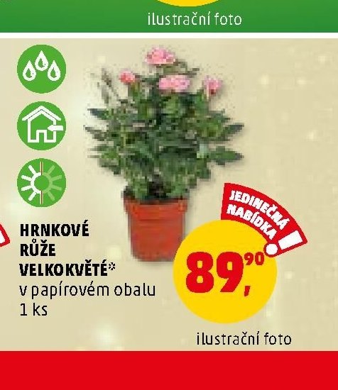 HRNKOVÉ RŮŽE VELKOKVĚTÉ v papírovém obalu 1 ks