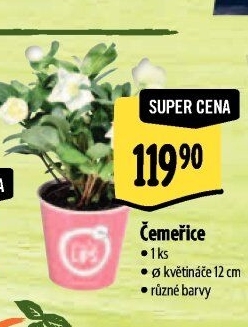 Čemeřice - Helleborus