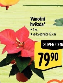 Vánoční hvězda