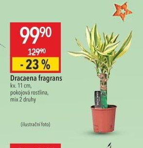 Dracaena fragrans