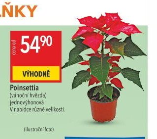 Poinsettia