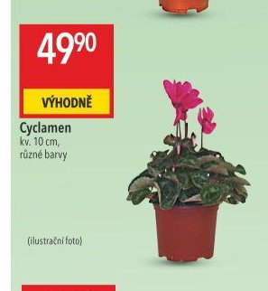 Cyclamen