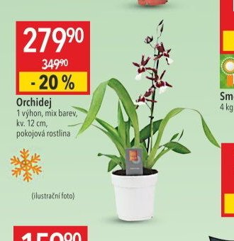 Orchidej