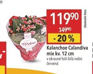 Kalanchoe Calandiva mix kv. 12 cm