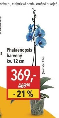 Phalaenopsis barvený kv. 12 cm