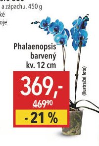 Phalaenopsis barvený kv. 12 cm