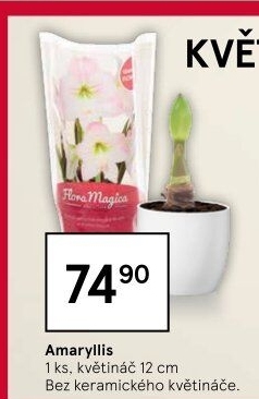 Amarylis - Hvězdník