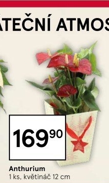 Anthurium - Toulitka