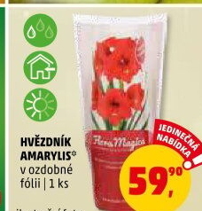 Amarylis - Hvězdník