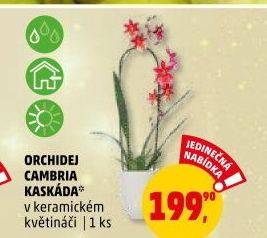 Orchidej