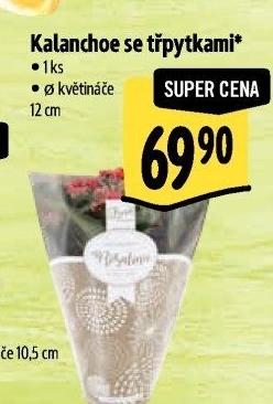 Kalanchoe - Kolopejka