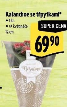 Kalanchoe - Kolopejka